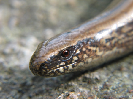 Slow Worm